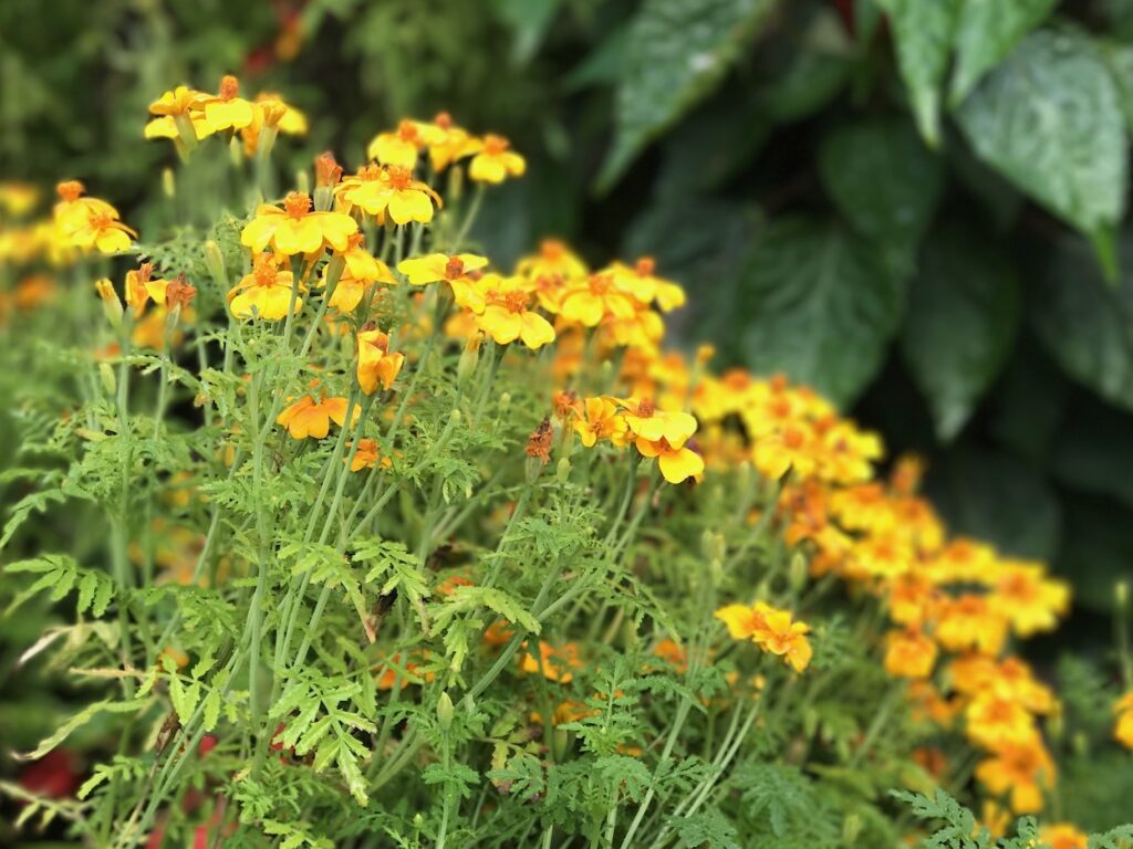 Stauden-Impressionen