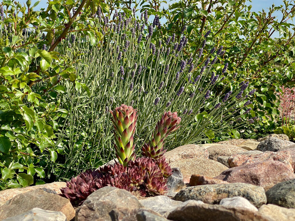 Naturgarten mit Lavendel