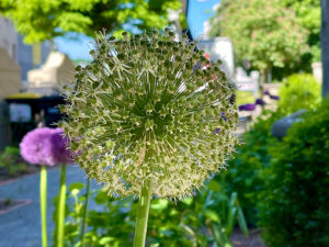 Pflanzungen Zeecksche Villa